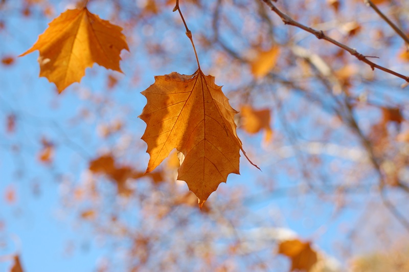 a0155999_17383656.jpg