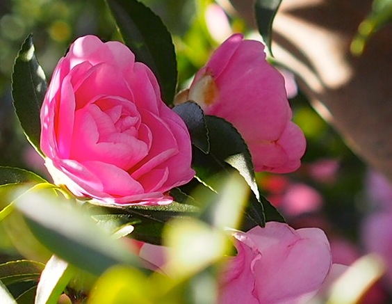 c0248013_2034419.jpg