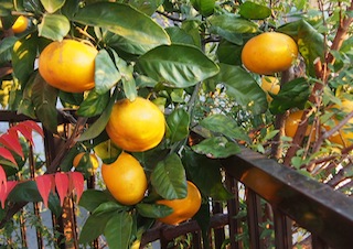 c0248013_20352742.jpg