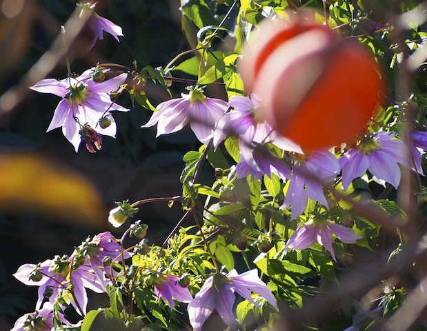 c0248013_2085061.jpg