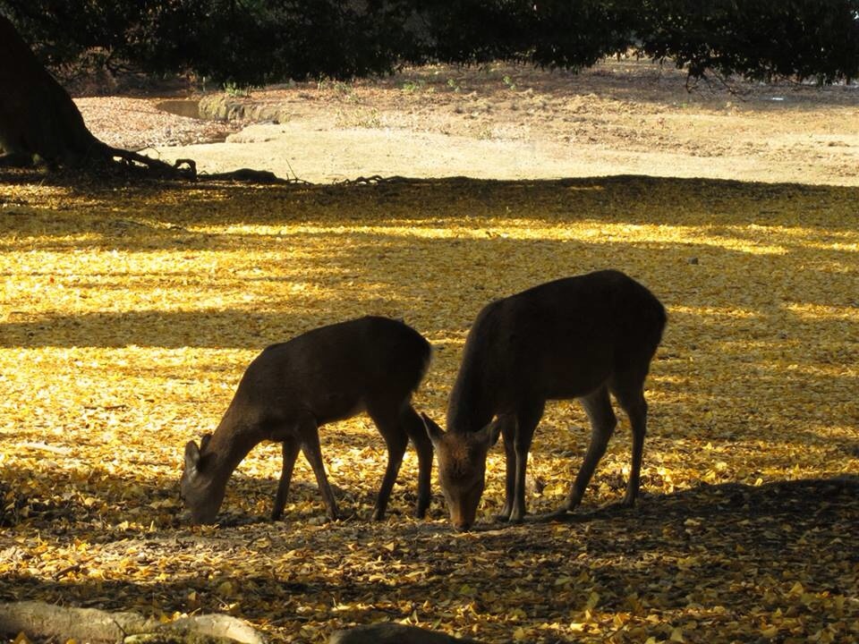 c0188525_11405050.jpg