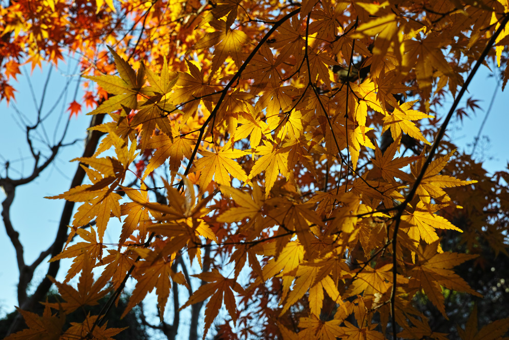 c0223825_2265818.jpg