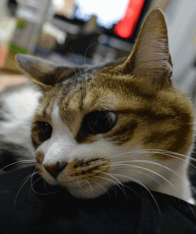 c0136736_151459100.gif