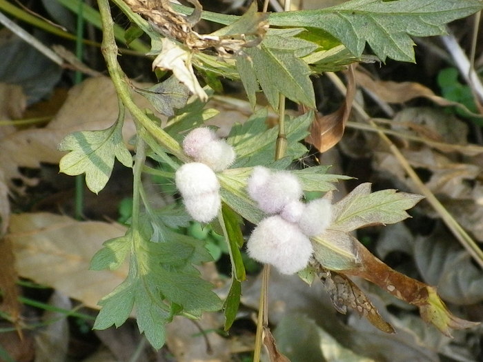 f0000148_23364452.jpg