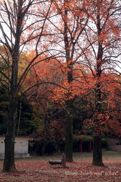 f0251765_1593685.jpg