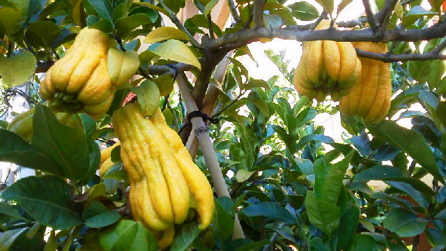 c0018666_11502725.jpg