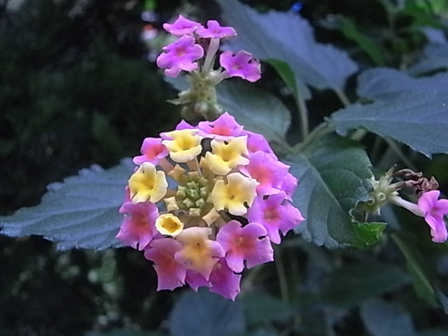 a0146070_651345.jpg