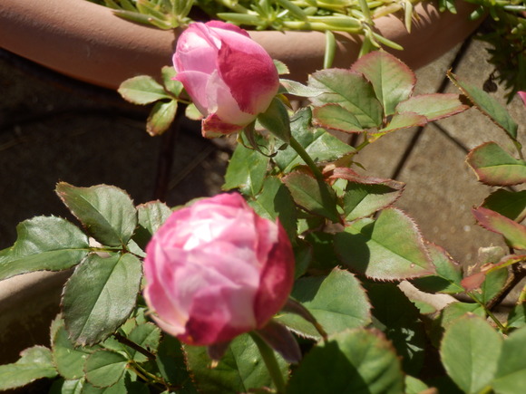 e0292172_2185234.jpg