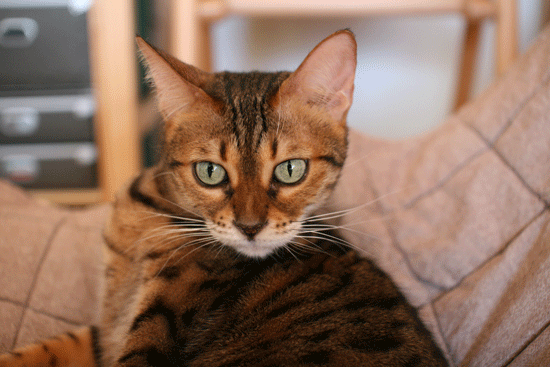 c0011300_23453863.gif