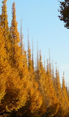 c0225143_13444130.jpg