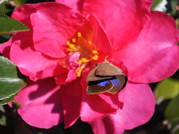 c0045352_20103526.jpg