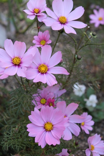 e0272870_1839362.jpg