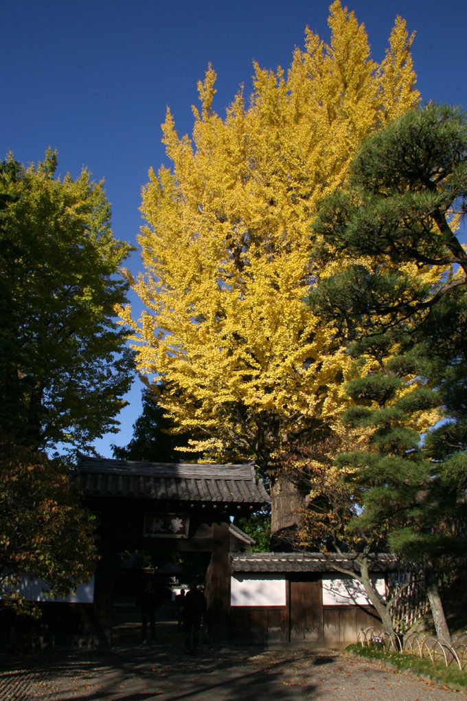 e0118274_18565563.jpg