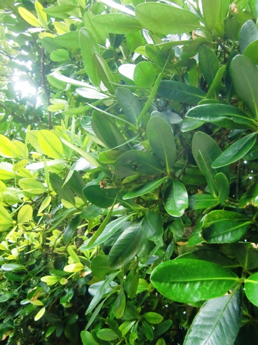 f0238779_07492387.jpg