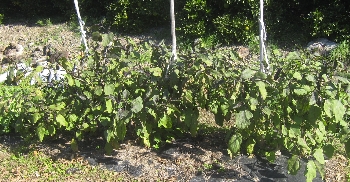 f0003283_16332090.jpg