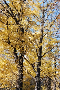 f0079484_091763.jpg
