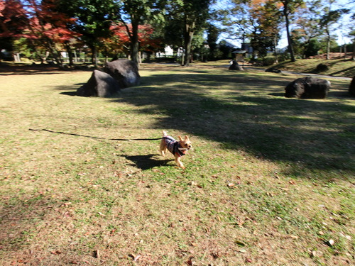 e0123587_10303119.jpg