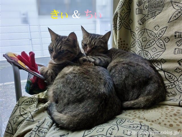 a0159490_14142249.jpg
