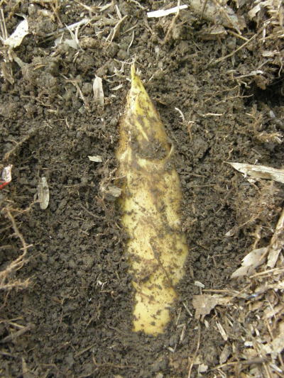 e0017396_032787.jpg