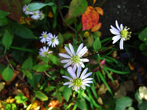 d0179410_17185716.jpg