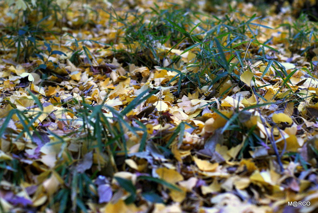 a0240721_22543010.jpg