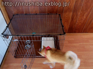 a0286855_13241488.gif