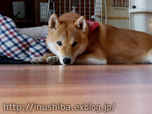 a0286855_13242771.gif