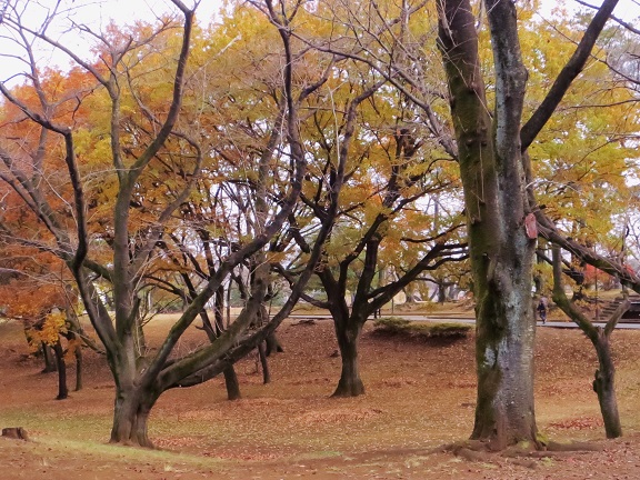 a0317576_15381168.jpg