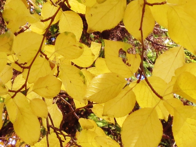 a0317576_15421489.jpg