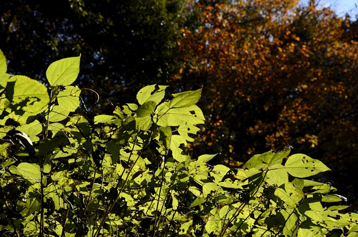 f0108478_12929.jpg