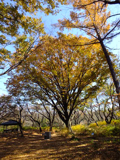 e0145782_1731359.jpg