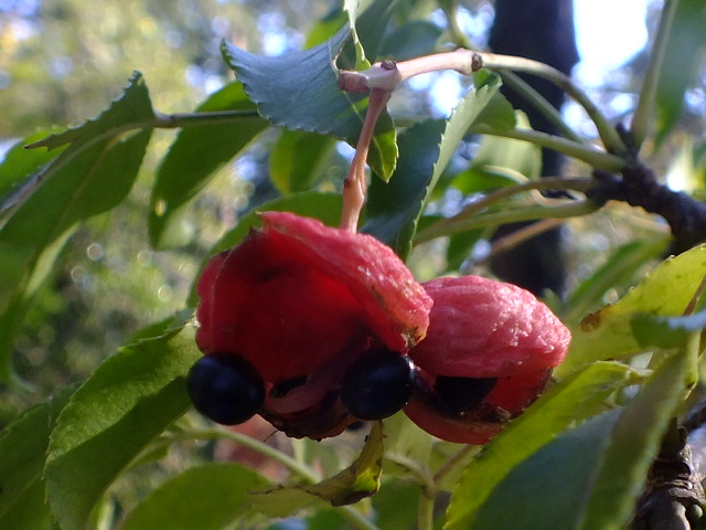 e0145782_1733312.jpg