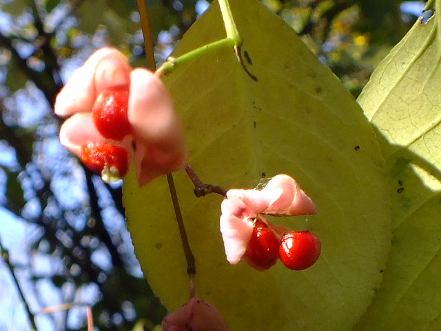 e0145782_1733360.jpg