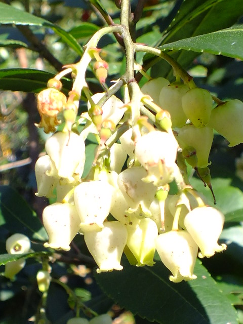 e0145782_17343026.jpg