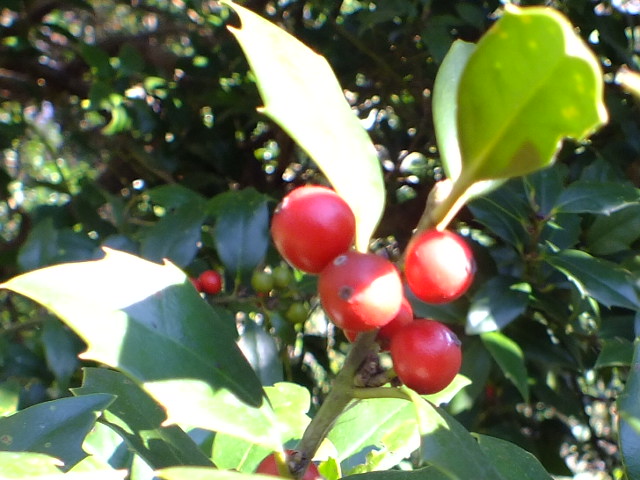 e0145782_1735032.jpg
