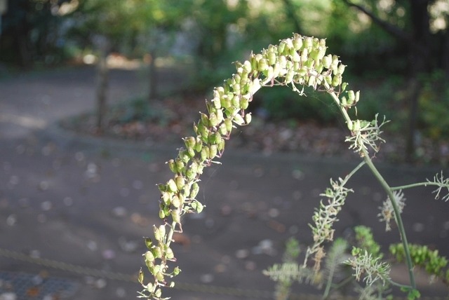 e0025300_15214388.jpg