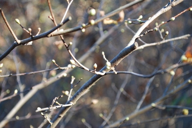 e0025300_15243945.jpg