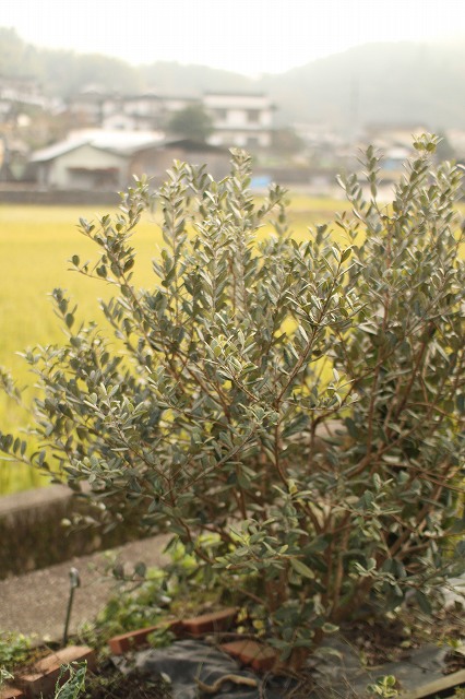 e0054022_14475091.jpg