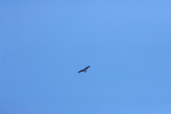 c0309734_1173460.jpg