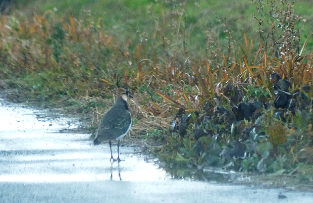 f0214649_2010145.jpg
