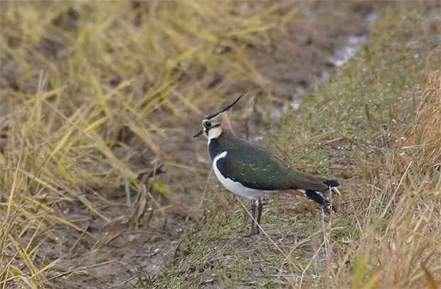 f0214649_20114884.jpg