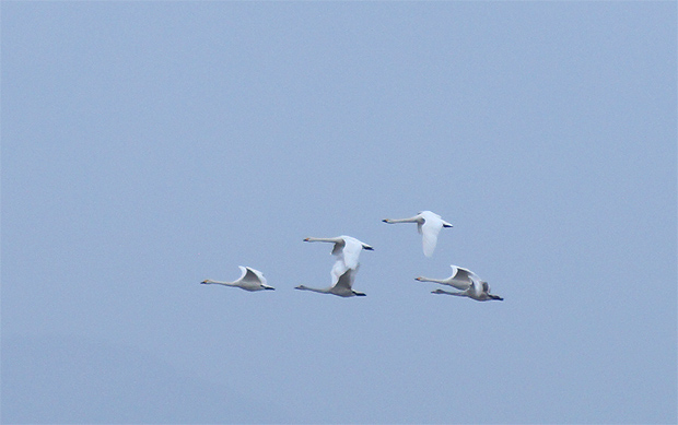 f0214649_20142658.jpg