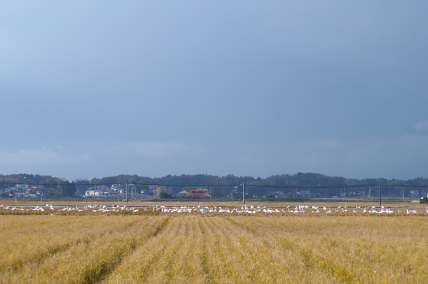 f0214649_2015584.jpg