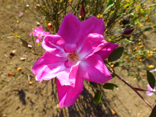 e0145782_17553499.jpg