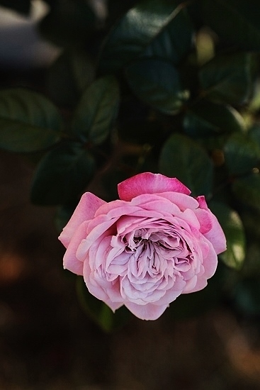 e0209997_20495892.jpg