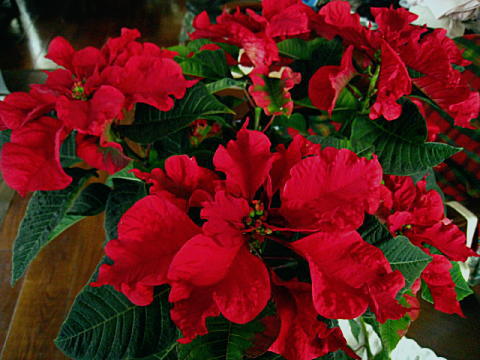 d0046702_13532427.jpg