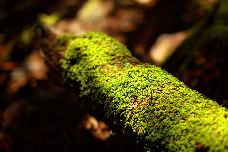 a0148606_16341341.jpg