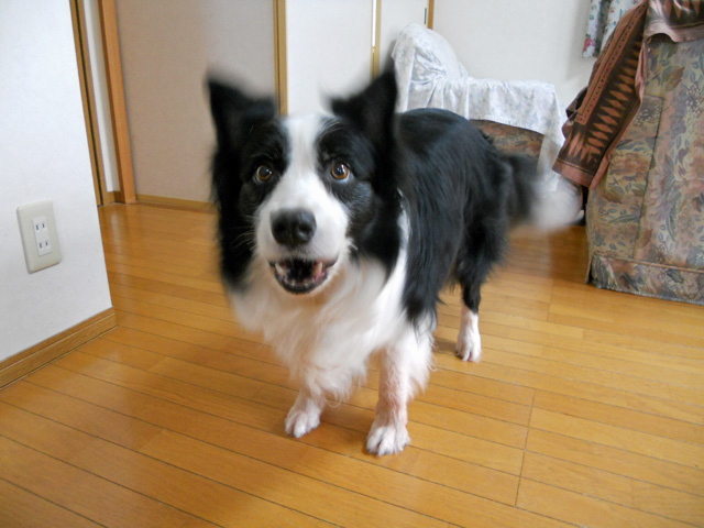 d0059230_8381643.jpg