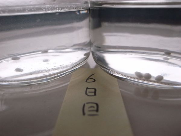b0170947_160566.jpg