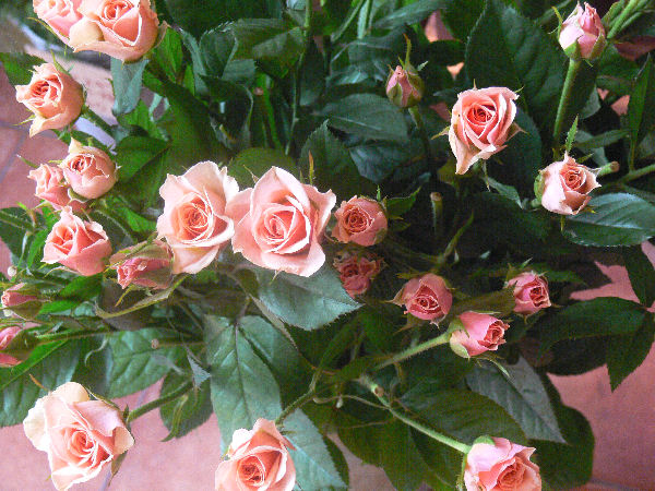 e0140986_14573567.jpg